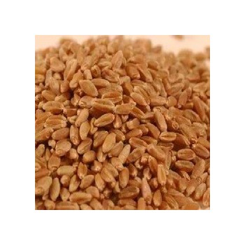 Wheat Montana Bc Hard Red Wheat (1x50LB )