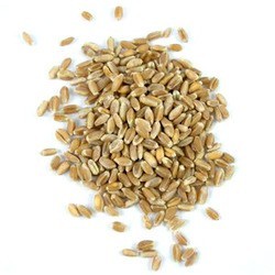 Grains Wheatberries (1x50LB )