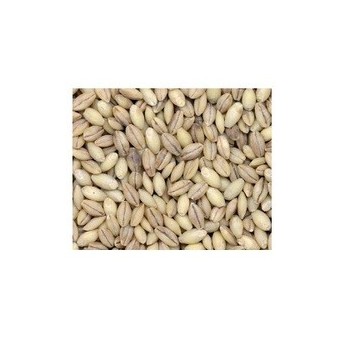 Grains Hulless Barley (1x25LB )