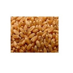 Grains Og1 Hard Spring Wheat (1x50Lb)
