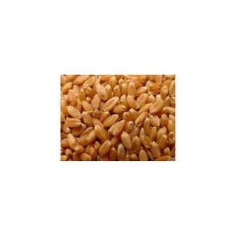 Grains Og1 Hard Spring Wheat (1x50Lb)